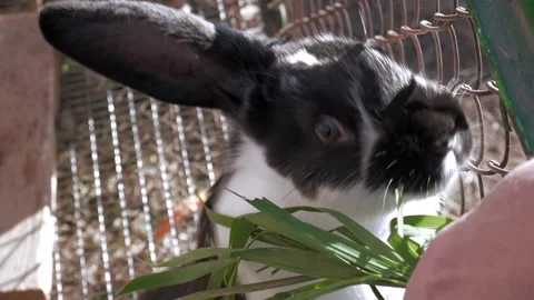Fluffy rabbit is sitting in cage and sniffing grass from person hands. close up. Stock Footage 220181712