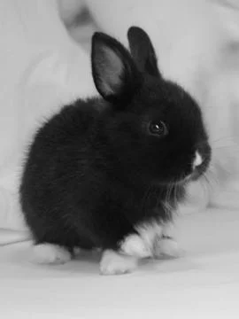 A fluffy rabbit with soft fur, standing on lush green grass. Its long ears .. Stock Photos