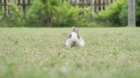 Fluffy rabbits are itching their noses from small insects. Stock Footage 232028402