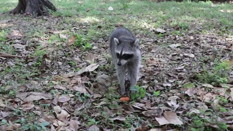 Fluffy raccoon eats carrots in a clearing in the park or forest glade Stock Footage 130763368