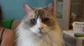 Fluffy Ragdoll Cat Close Up On Face HD HD Footage