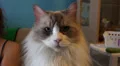 Fluffy Ragdoll Cat Close Up On Face 4K 4k or 4k+ Resolution