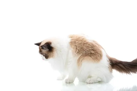 Fluffy Ragdoll cat looking aside on minimal white studio background Stock Photos