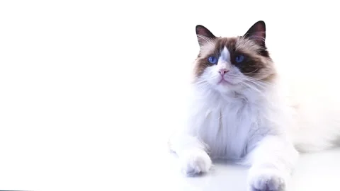 Fluffy Ragdoll cat sitting calmly on seamless white studio background Stock Footage 340415948