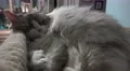 Fluffy Ragdoll Cat Sleeping In Cute Position At Night 4k or 4k+ Resolution