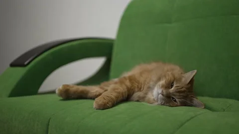 A fluffy red cat lies sharpens its claws on a green sofa 動画素材 201687074