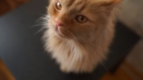 Fluffy red cat looks at the camera. Home red cat washes. A beautiful fluffy cat  Stock Footage 106439880