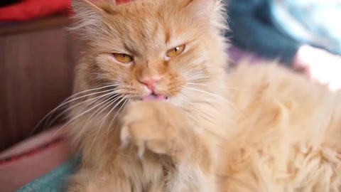 Fluffy red cat looks at the camera. Home red cat lying on his back. Stock Footage 106441669