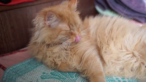 Fluffy red cat looks at the camera. Home red cat lying on his back. Stock Footage 106441979