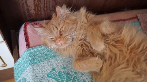 Fluffy red cat looks at the camera. Home red cat lying on his back. Stock Footage 106444975