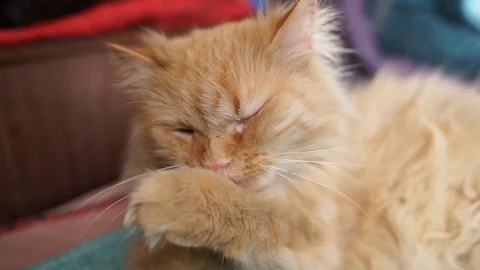 Fluffy red cat looks at the camera. Home red cat washes. A beautiful fluffy cat  Stock Footage 106446666