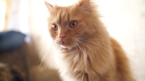 Fluffy red cat looks at the camera. Home red cat lying on his back.  Stock Footage 106447186