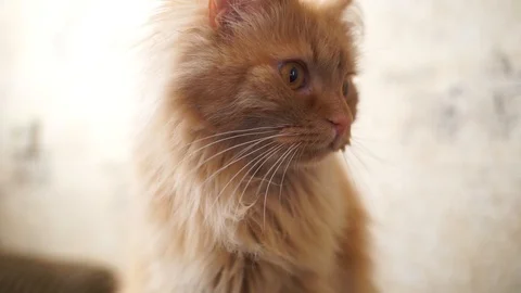 Fluffy red cat looks at the camera. Home red cat lying on his back. Stock Footage 106450374