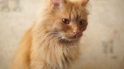 Fluffy red cat looks at the camera. Home red cat lying on his back. Stock Footage 106454868