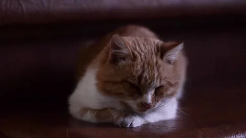 Fluffy red cat. Mongrel cat. Ginger cat Stock Footage 154475595