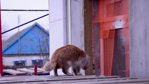 Fluffy red cat. Mongrel cat. Ginger cat 動画素材 154475598