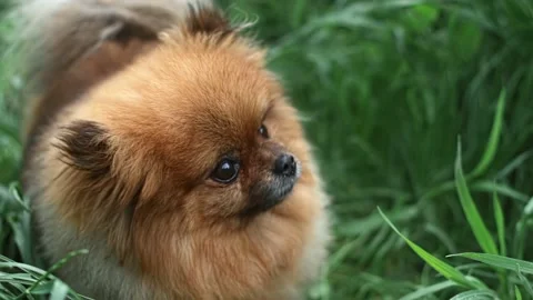Fluffy red dog of Spitz breed stands among green grass and watches something. Stock Footage 206322704