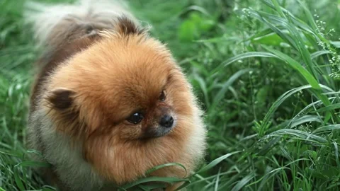 Fluffy red dog of Spitz breed stands among green grass and looks interestedly Stock Footage 206322705