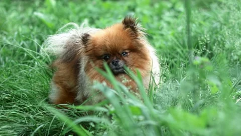 Fluffy red dog of Spitz breed stands among green grass and looks. Stock Footage 206322706