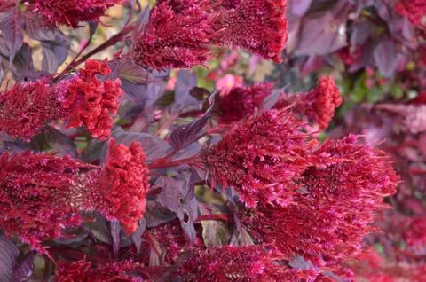 Fluffy red flower Foto stock