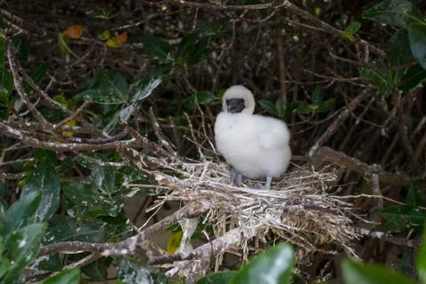 A fluffy Red Footed Booby chick Stock Photos