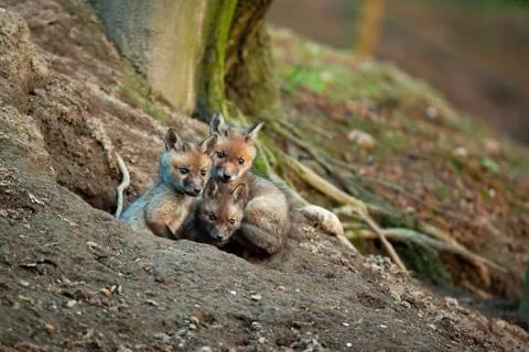 Fluffy red fox cubs exploring surroundings of their den in spring forerst Stock Photos