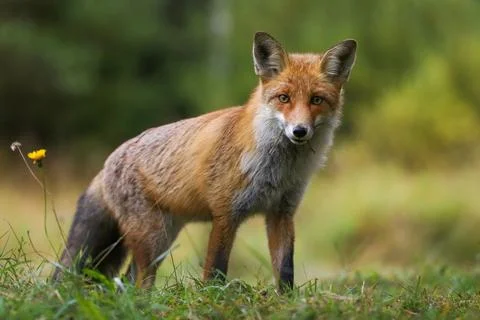 Fluffy red fox looking from a hill on a meadow in autumn nature Stock Photos