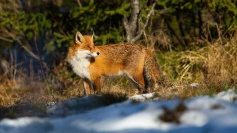 Fluffy red fox standing in forest in winter nature at sunset. Stock Photos