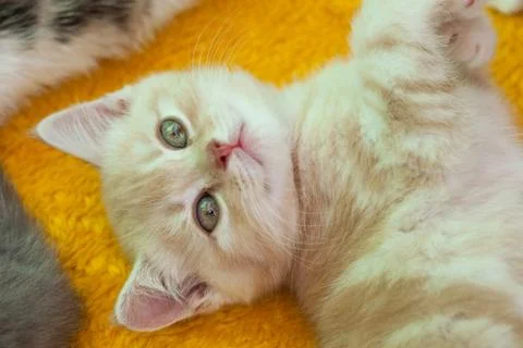 Fluffy red kitten close up. Stock Photos