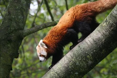 Fluffy red panda Stock Photos