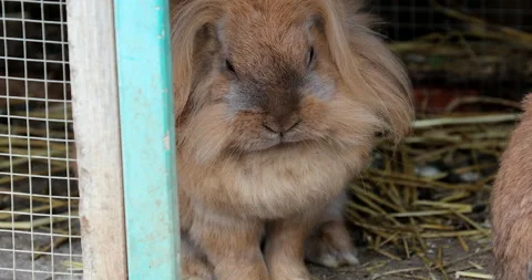 Fluffy Red Rabbit Adorable Antics Video stock 238474435