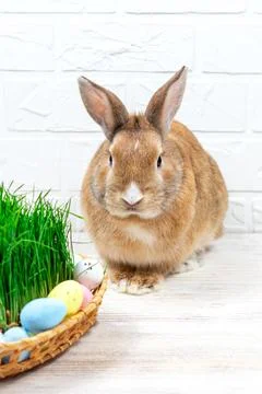 Fluffy red rabbit with colored Easter eggs near the green grass close-up against Stock Photos