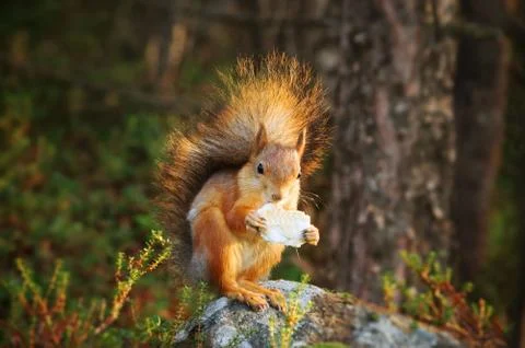 Fluffy, red squirrel, in the autumn forest... Stock Photos
