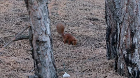 Fluffy red squirrel with a bushy tail foraging for food among dry pine needles Stock Footage 319632375