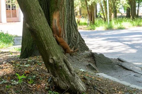 Fluffy Red Squirrel Climbing Down Tree Trunk in City Park Stock-Fotos