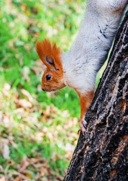 A fluffy red squirrel descends from a tree in an autumn park. Close-up Stock Photos