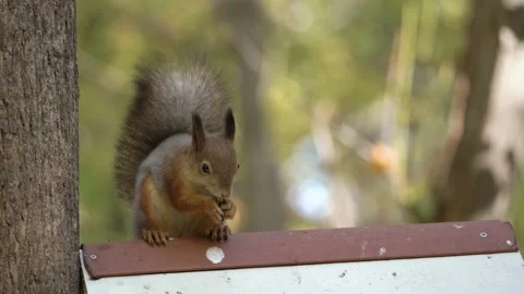 Fluffy red squirrel eating a nut close-up. Stock Footage 163965742