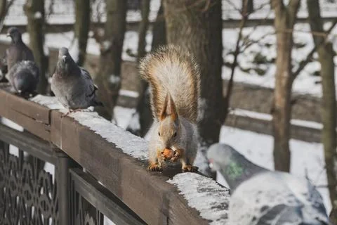 Fluffy red squirrel eats hazelnut in company of curious pigeons 스톡 사진
