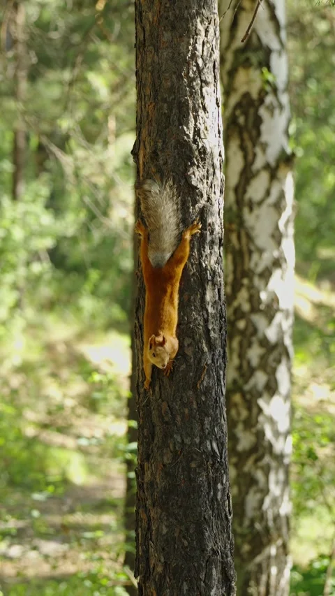 Fluffy red squirrel with gray tail climbing pine tree trunk Stock Footage 337389411