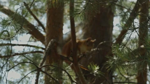 Fluffy red squirrel with gray tail climbing pine tree trunk Stock Footage 337389423