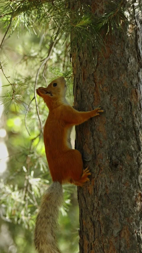 Fluffy red squirrel with gray tail climbing pine tree trunk Stock Footage 337389426