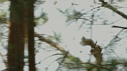 Fluffy red squirrel with gray tail climbing pine tree trunk Stock Footage 337389437