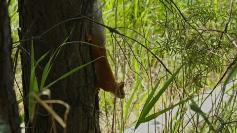 Fluffy red squirrel with gray tail climbing pine tree trunk Stock Footage 337389455
