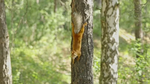 Fluffy red squirrel with gray tail climbing pine tree trunk Stock Footage 337389471