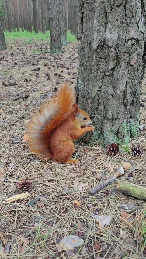 Fluffy red squirrel holding and eating nut near tree trunk outdoors Stock Footage 314267096