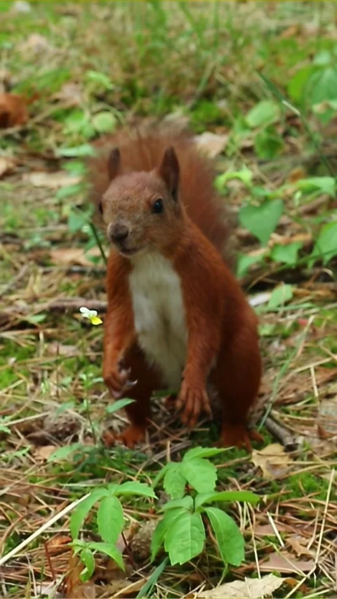Fluffy red squirrel jumping on green moss looking curiously at camera Stock Footage 314265950