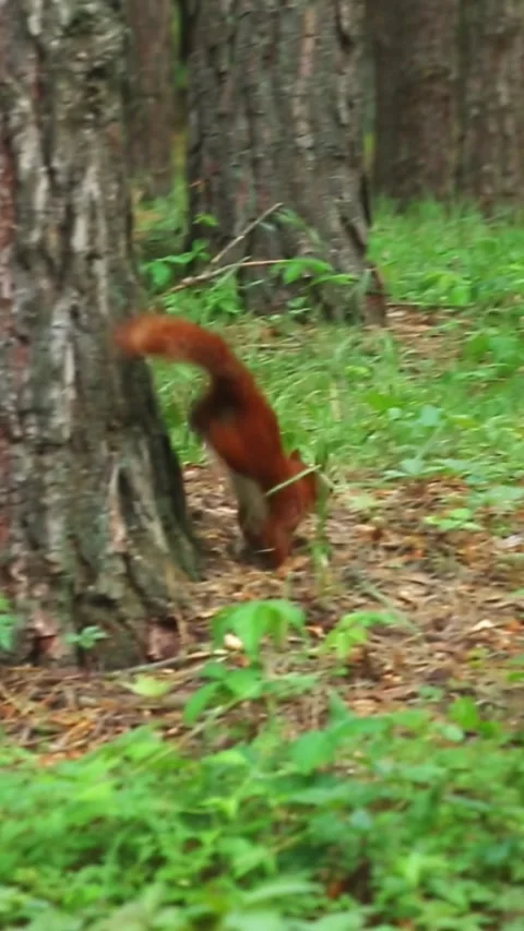 A fluffy red squirrel jumps in the forest on the green grass. Video stock 313319368