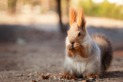 Fluffy red squirrel Stock Photos