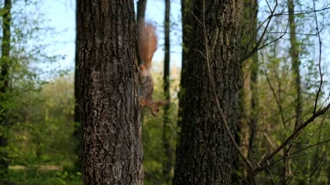 Fluffy red squirrel runs on a tree in the forest in the wild. Animals Stock Footage 191681305