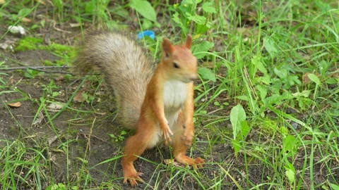 A fluffy red squirrel searching for food in green grass. Stock Footage 343264346